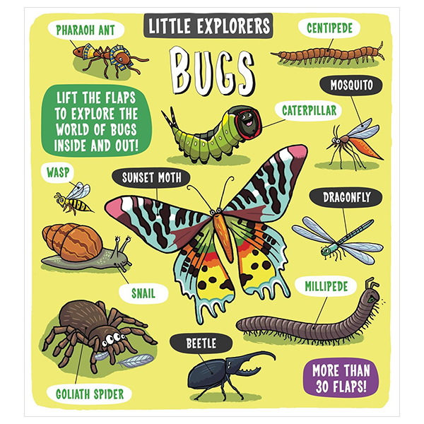 little explorers - bugs